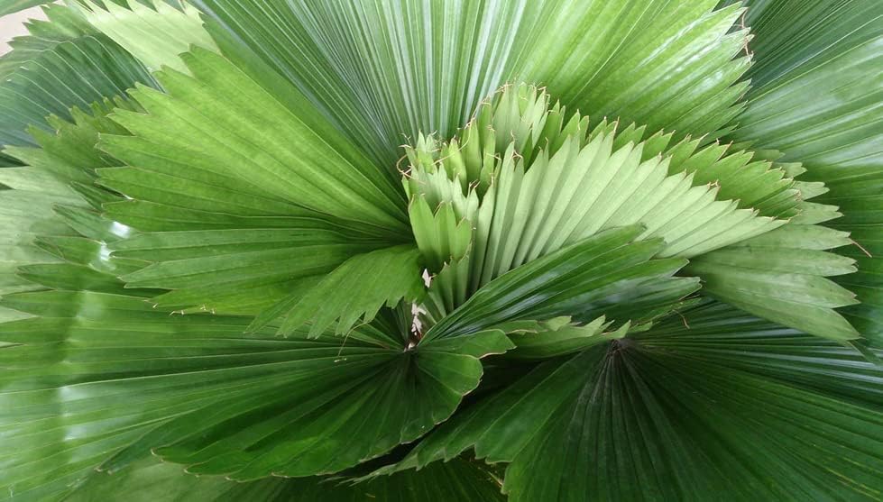 Licuala grandis Vanuatu Fan Palm, Palma Abanico Volante, Palas Palm 20 – 150 Semillas (40)