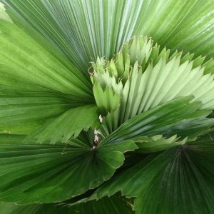 Licuala grandis Vanuatu Fan Palm, Palma Abanico Volante, Palas Palm 20 – 150 Semillas (40) Licuala grandis Vanuatu Fan Palm, Palma Abanico Volante, Palas Palm 20 – 150 Semillas (40)