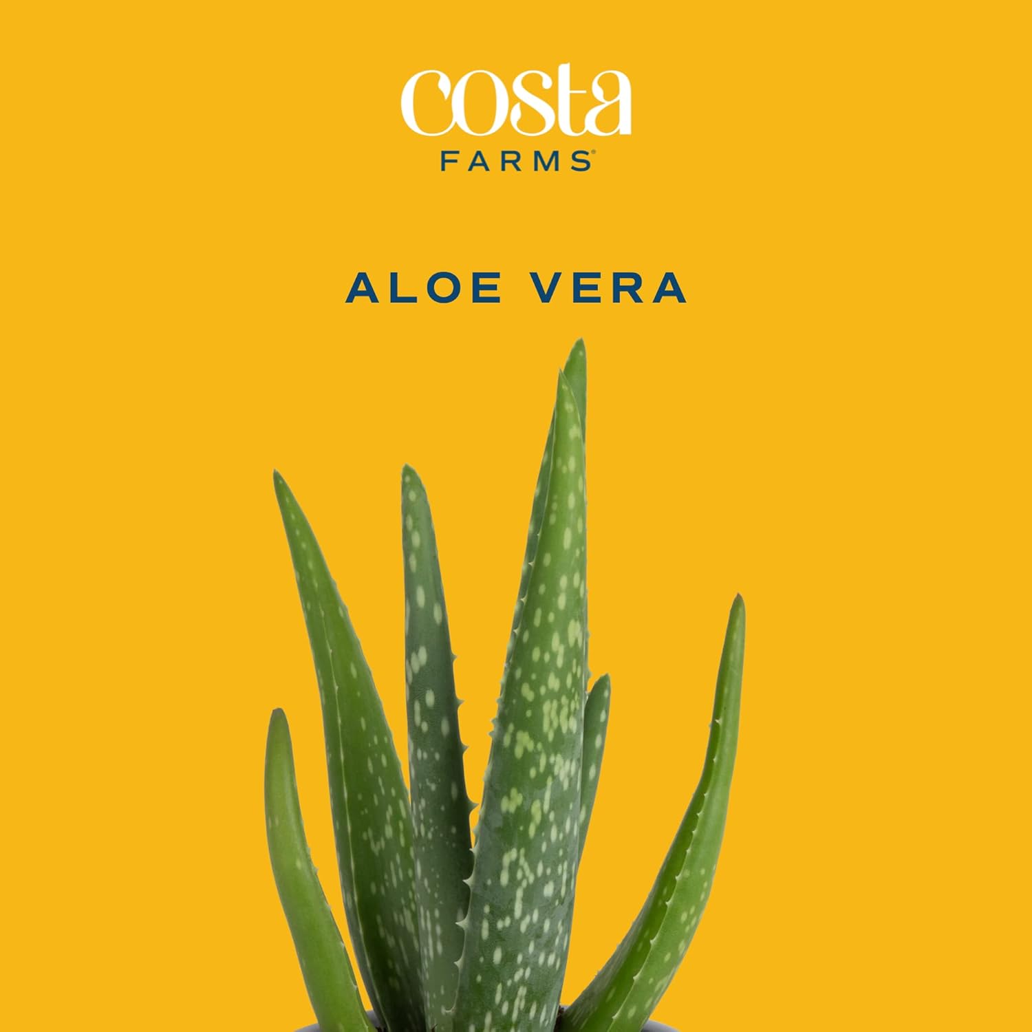 Costa Farms Planta de aloe vera, suculenta viva, planta de interior de fácil cuidado en maceta de cultivo, purificador de aire de habitación, mesa,