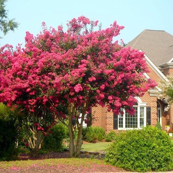 Crape Myrtle Tonto  10 plantas vivas  Flores rojas fucsiasrosas, planta viva premium, arbusto ornamental para cautivadores acentos de jardín