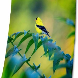 3dRose Yellow and Black Bird Sitting on tren Limb – Towels (twl-341541-2) 3dRose Yellow and Black Bird Sitting on tren Limb – Towels (twl-341541-2)