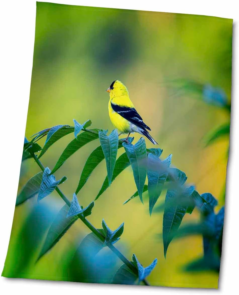 3dRose Yellow and Black Bird Sitting on tren Limb – Towels (twl-341541-2)
