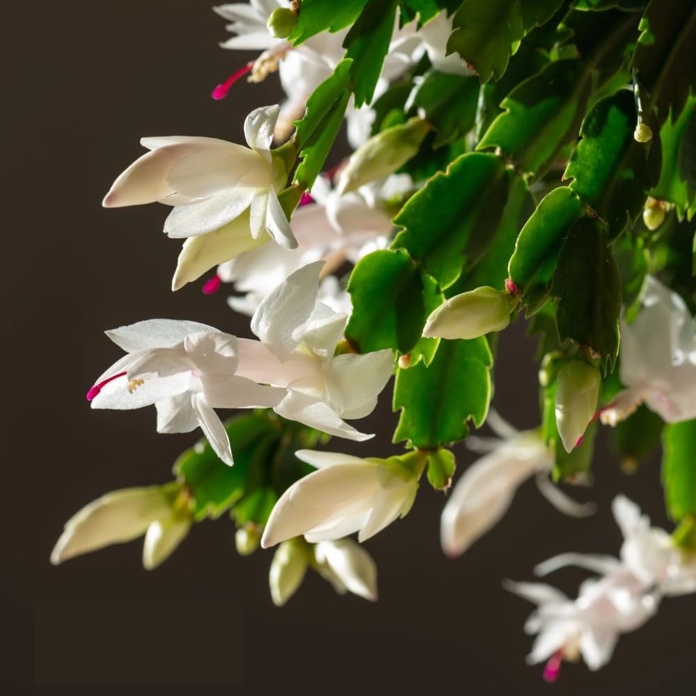 Zygocactus Cactus – Planta viva en maceta de 6 pulgadas, planta de cactus blanco, suculenta para interiores y exteriores
