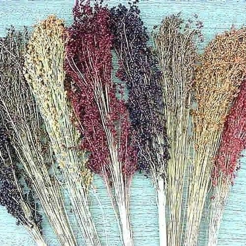 Escoba de semillas de maíz multicolor para manualidades, detalles para el hogar, dorado, rojo, bronce, morado, marrón, jocad (más de 100 semillas)