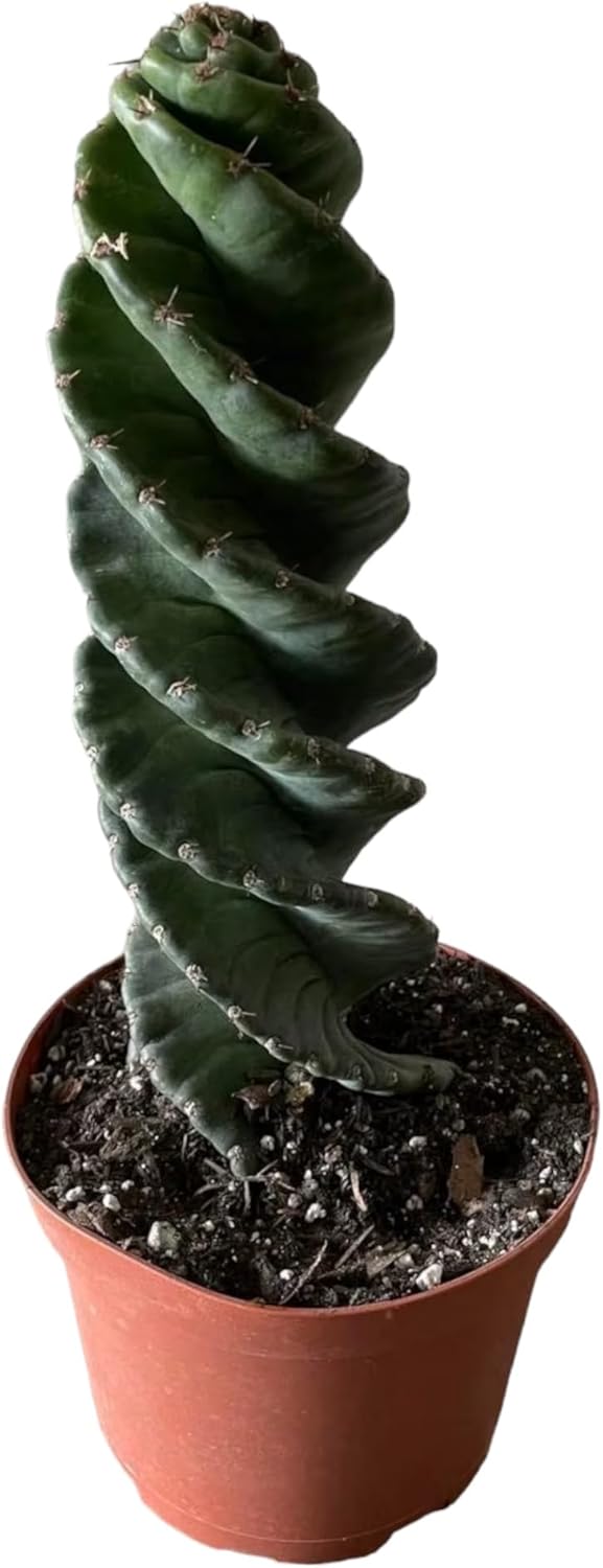 Cactus espiral  Cereus forbesii ‘Spiralis’  Suculenta rara retorcida  Cactus Tornado  Plantas de interior con raíces vivas (9 pulgadas)