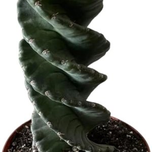 Cactus espiral  Cereus forbesii ‘Spiralis’  Suculenta rara retorcida  Cactus Tornado  Plantas de interior con raíces vivas (9 pulgadas) Cactus espiral  Cereus forbesii ‘Spiralis’  Suculenta rara retorcida  Cactus Tornado  Plantas de interior con raíces vivas (9 pulgadas)