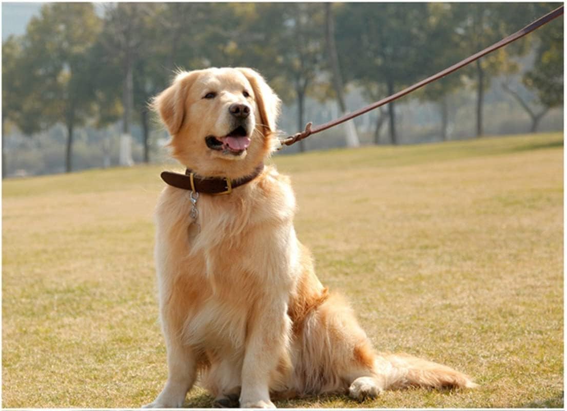 Guiding Star Juego de correa y collar de cuero de 6 pies, correa de perro de cuero trenzado suave de 6 pies con collar de perro ajustable, juego de