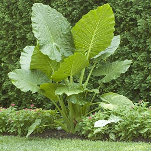 3 Oreja de Elefante -Colocasia esculenta- Dale a tu jardín un aspecto tropical