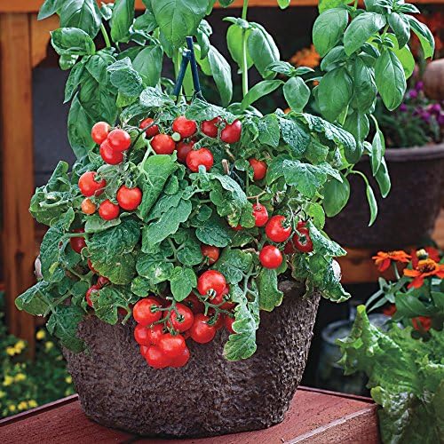 Park Seed Red Robin – Semillas de tomate de rápido crecimiento, perfectas para cultivo en patio, paquete de 30 semillas