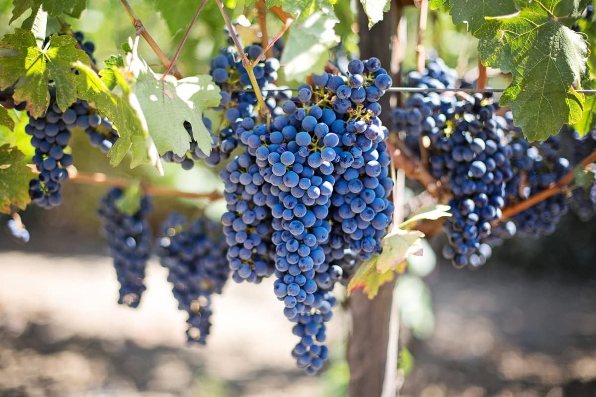 Concord – Planta viva de vid de uva de 1 a 2 años de edad, planta de uva Concord – Frutos de uva dulces vivos para cultivar, árbol frutal de uva sin