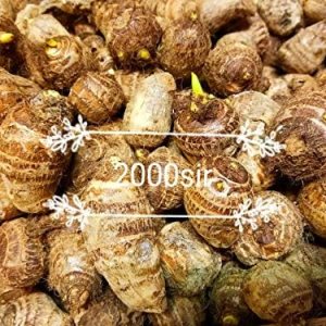 10 bulbos Colocasia Esculenta de oreja de elefante Taro Gabi Kalo Eddo listos para cultivar plantas tropicales de jardín (20 bombillas) 10 bulbos Colocasia Esculenta de oreja de elefante Taro Gabi Kalo Eddo listos para cultivar plantas tropicales de jardín (20 bombillas)