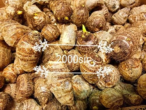 10 bulbos Colocasia Esculenta de oreja de elefante Taro Gabi Kalo Eddo listos para cultivar plantas tropicales de jardín (20 bombillas)