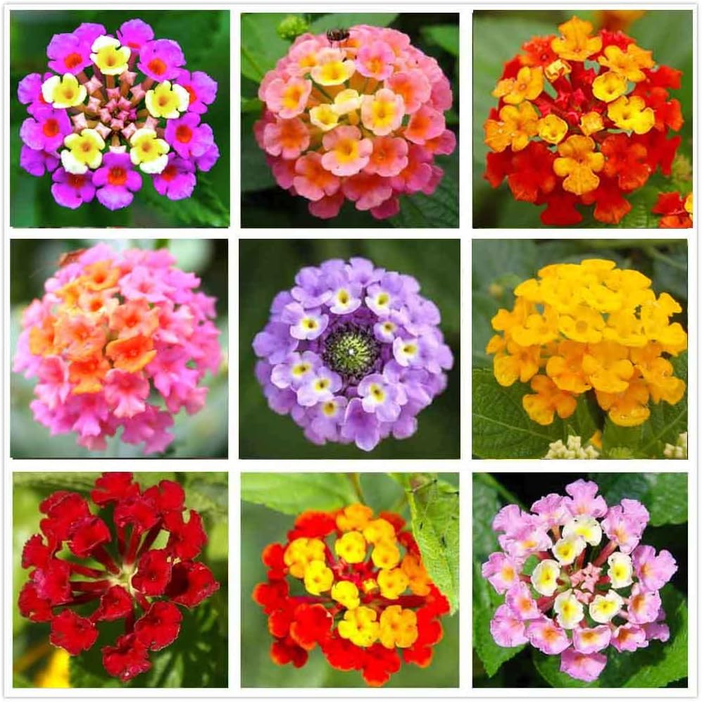 99roadsgarden Lantana Mix 100+ semillas de flores fáciles de cultivar para interiores y exteriores
