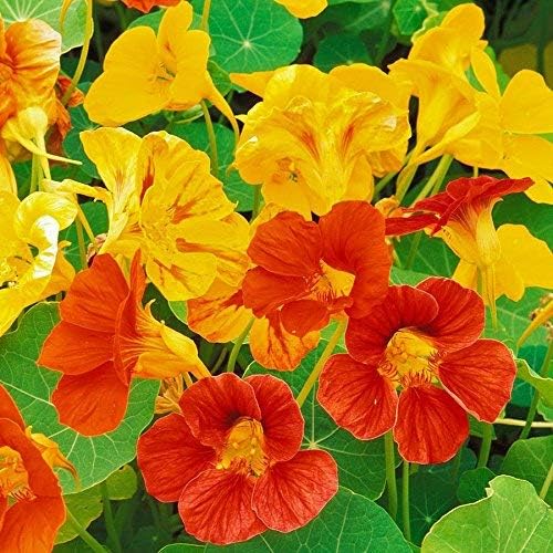 Semillas de flores de mezcla mixta de capuchina para plantar, más de 50 semillas de flores por paquete, semillas de jardín (Isla) sin OMG y