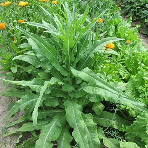 Semillas Vegetales Espárragos Hojas de Lechuga Heirloom para Ensaladas – 1000 Semillas