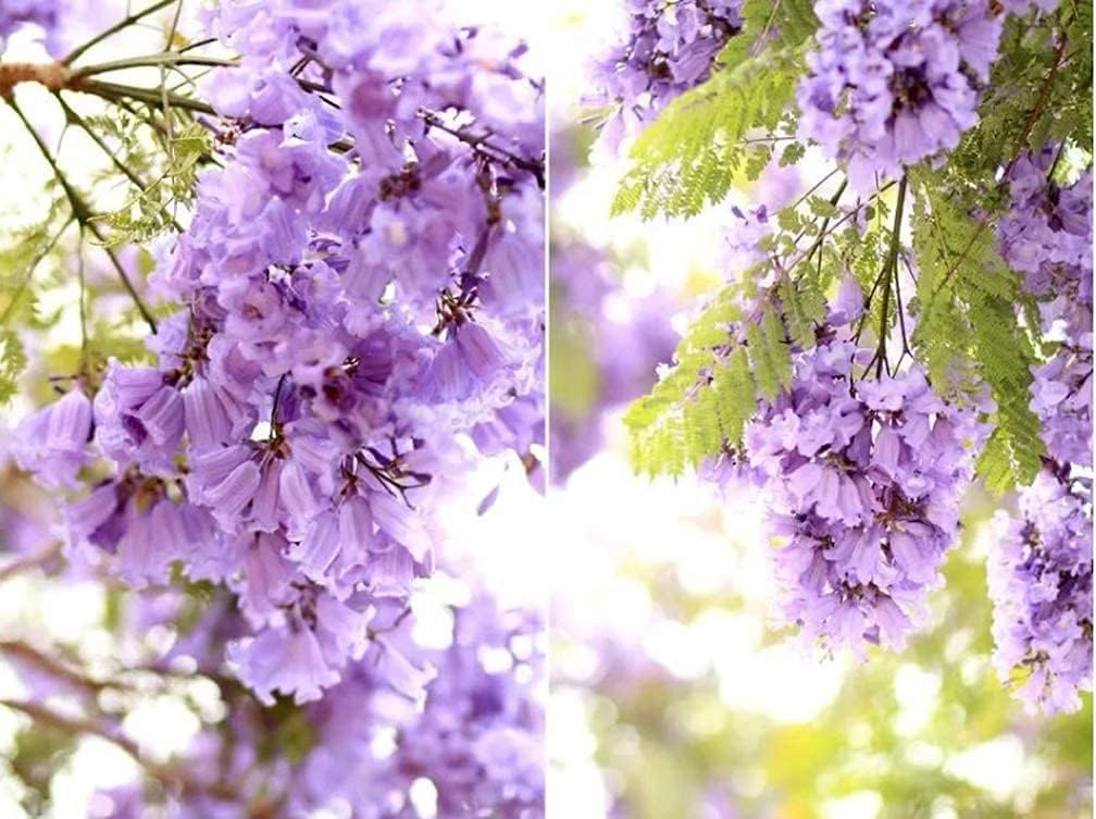 SAVOIR Semillas de árbol de Jacaranda 100PCS Semillas Jacaranda Mimosifolia Azul Púrpura Semillas de árbol de flores