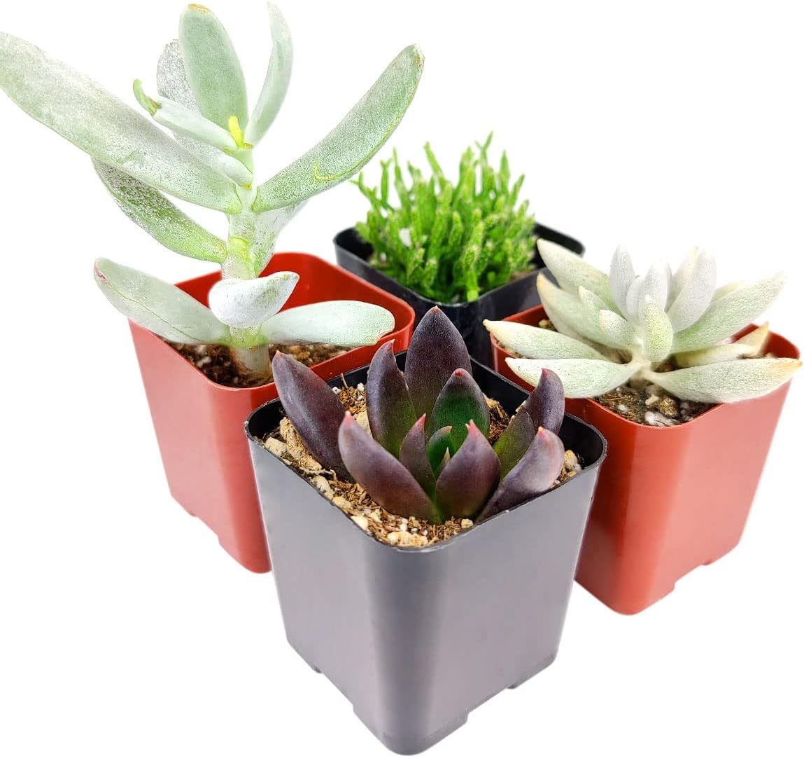 Paquete de suculentas espeluznantes de Halloween  Juego de 246810243648 plantas suculentas únicas (2 suculentas)