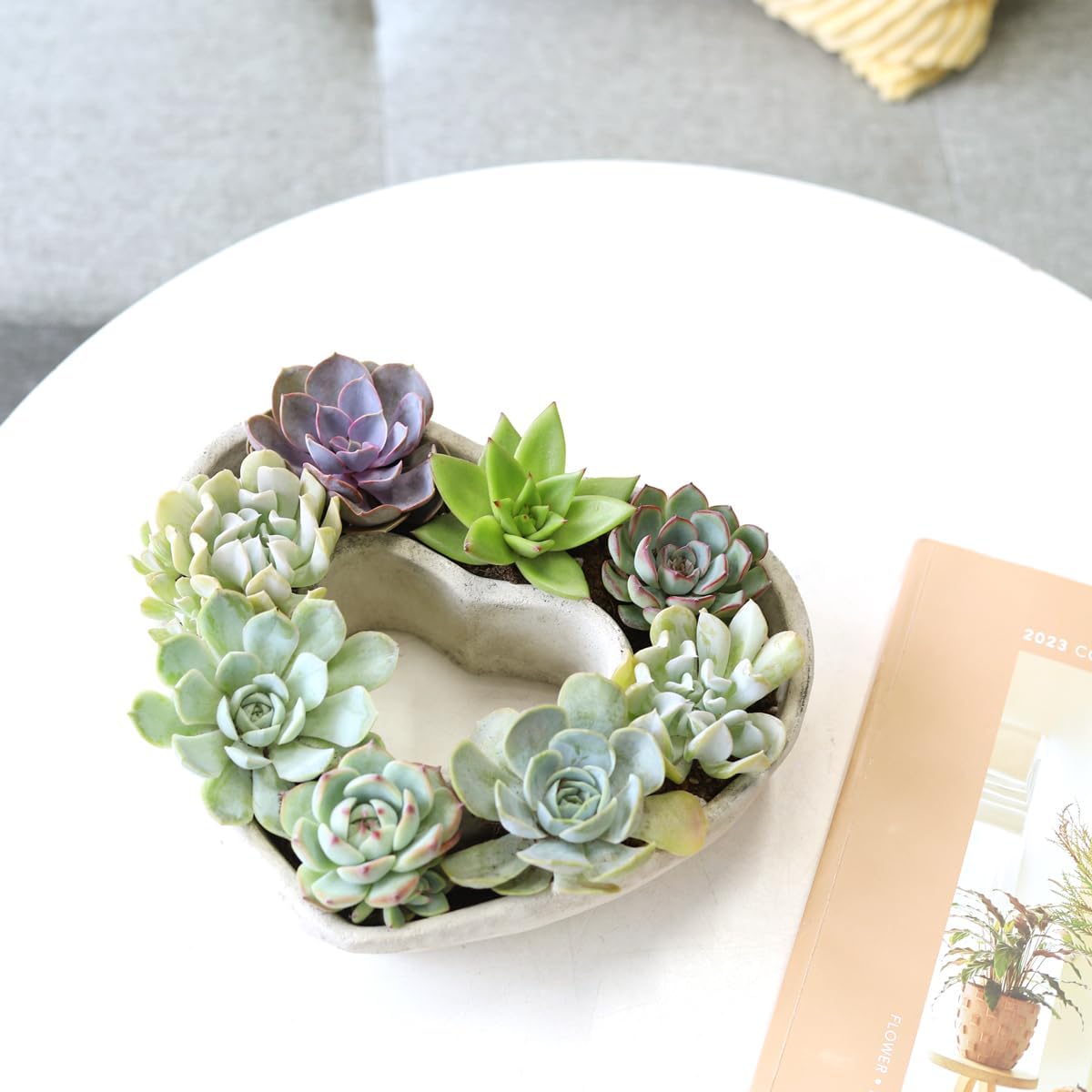 Plantas suculentas vivas en maceta de concreto en forma de corazón de 9 pulgadas, suculentas vivas totalmente arraigadas en macetas de decoración