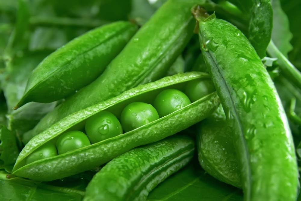 Semillas de guisantes de jardín “Green Arrow” para plantar, más de 50 semillas de reliquia por paquete, semillas de jardín de Isla (semillas de