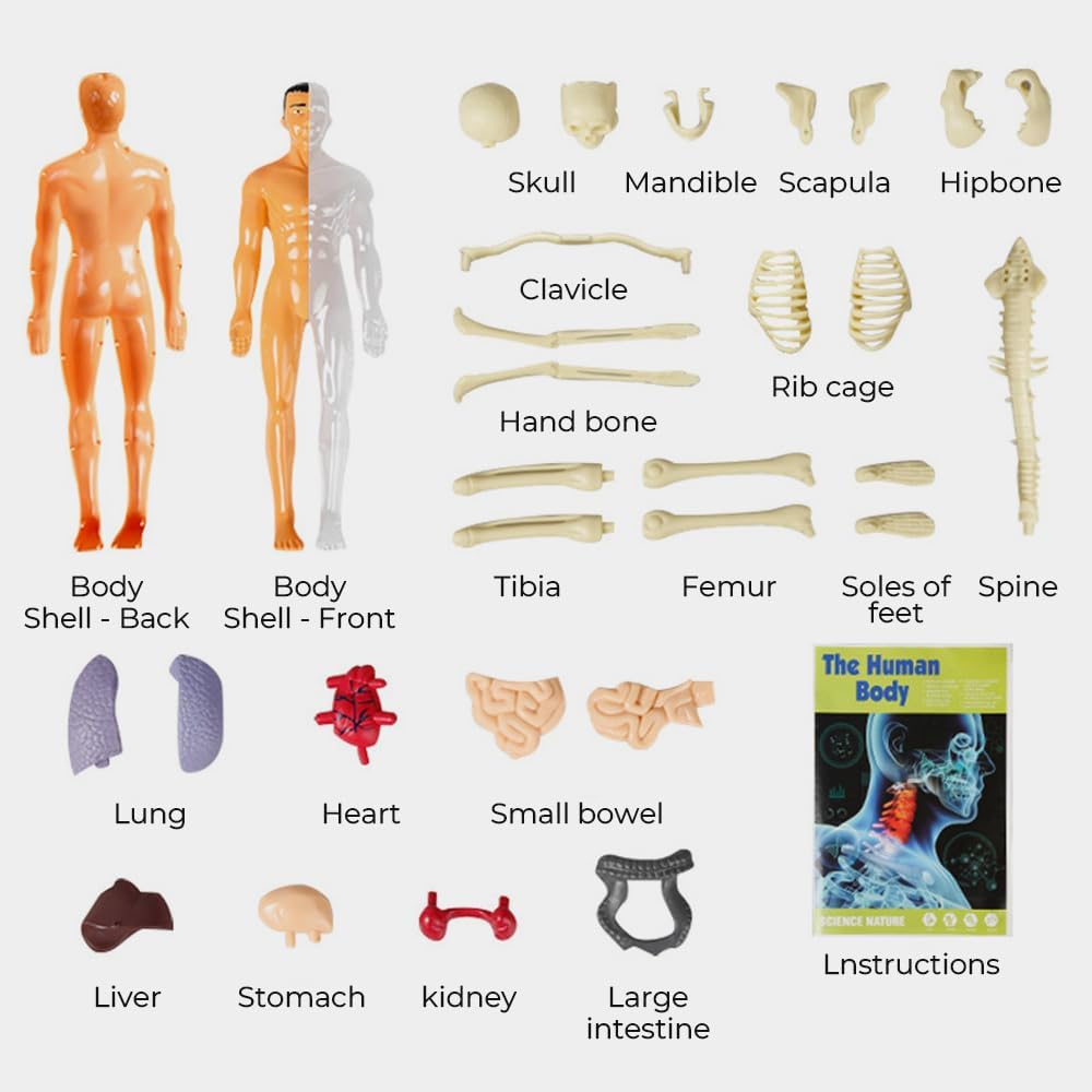 Modelo de torso de cuerpo humano 3D para niños, modelo de anatomía de niños, modelo de Skelton humano anatómico científico con piezas extraíbles,