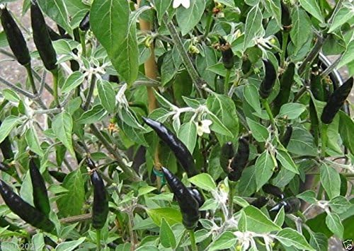 10 Semillas de Pimienta de Malezas de Cobra A.k.a.Goat’s Black Cobra  Capsicum AnnuumHeirloom Variedad