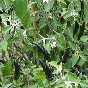 10 Semillas de Pimienta de Malezas de Cobra A.k.a.Goat’s Black Cobra  Capsicum AnnuumHeirloom Variedad 10 Semillas de Pimienta de Malezas de Cobra A.k.a.Goat’s Black Cobra  Capsicum AnnuumHeirloom Variedad