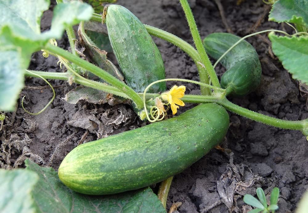Semillas de pepino Calypso para plantar, más de 25 semillas de reliquia por paquete, semillas de jardín de Isla (semillas de jardín de Isla),