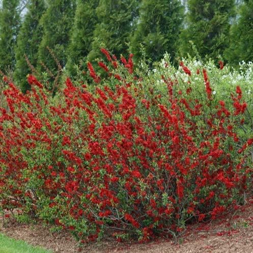 TriStar Plants – Membrillo floreciente Spitfire, maceta comercial de 1 galón, 1 pie de altura – Raíces establecidas – Arbusto de membrillo –