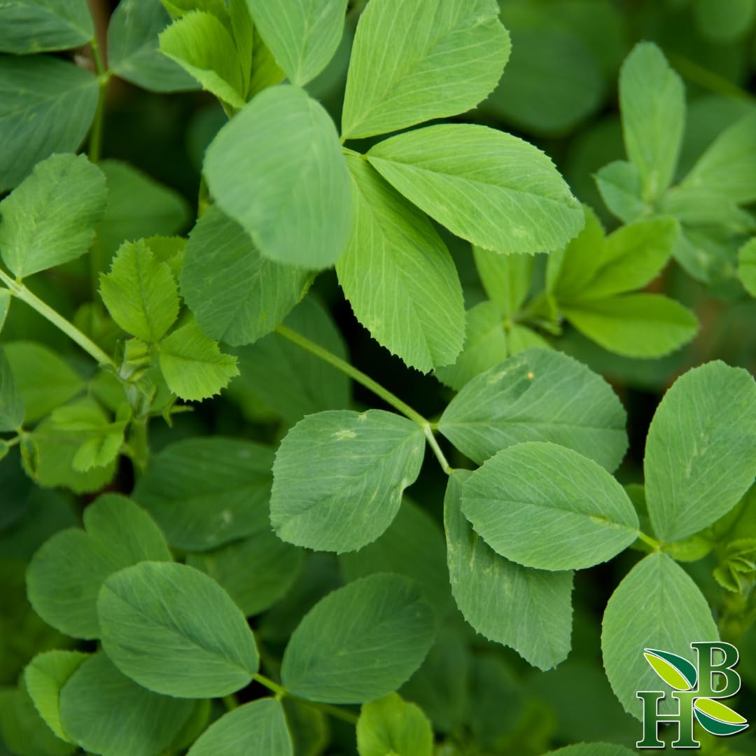 Hoja de alfalfa cs 4oz