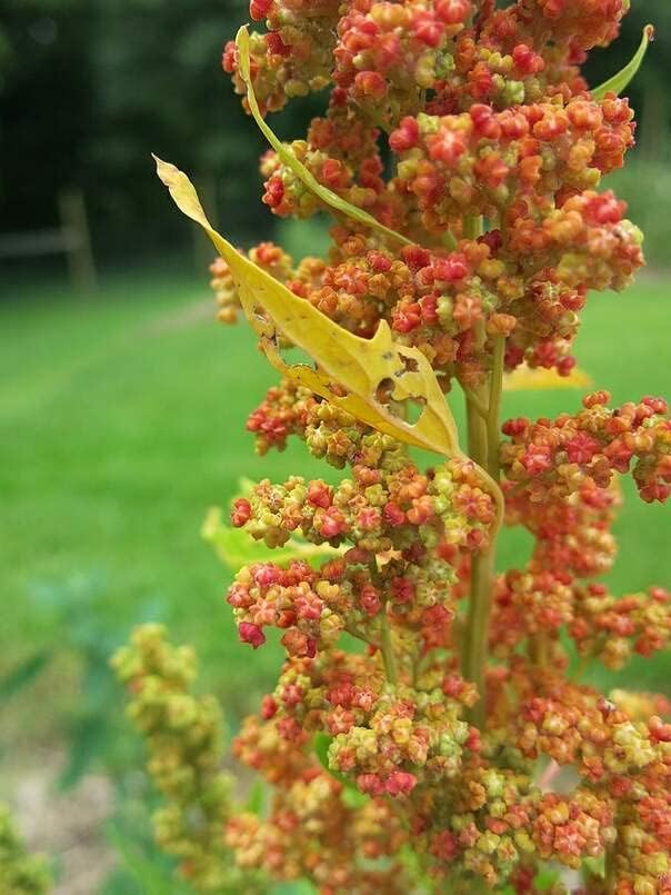 Lambsquarters, Lamb’s Quarters Semillas para plantar (100 semillas) – Álbum Chenopodium – Lamb’s Quarters