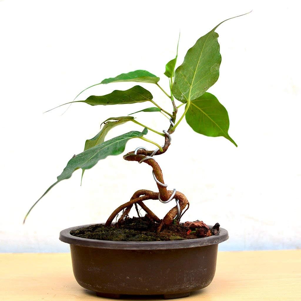 1104-Orchid, Pink Tree (Bauhinia monandra ) Semillas de Robsrareandgiantseeds UPC0764425786962 Sin OMG, orgánico, cultivador estadounidense, Bonsai,