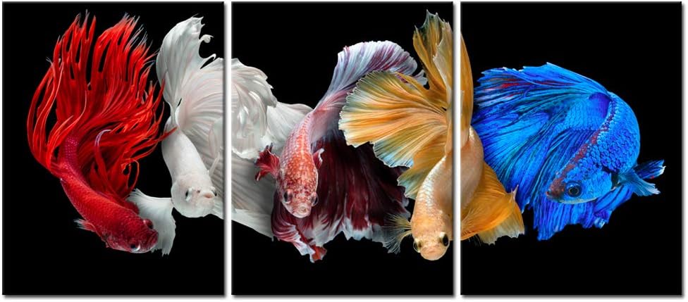 iKNOW FOTO Cinco impresiones en lienzo de peces betta siameses aislados sobre fondo negro, arte de pared, hermoso movimiento, macro, foto, giclée,