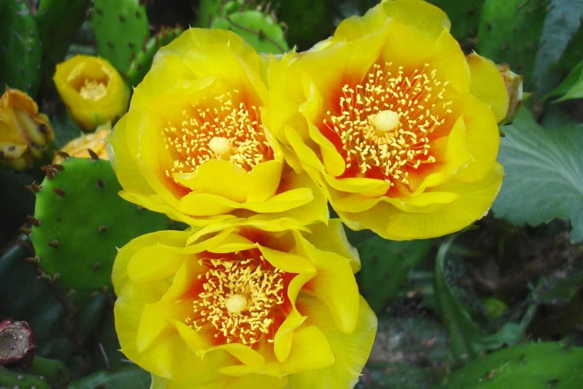 6 almohadillas, cactus de tuna oriental para cultivar, planta suculenta, adornos de jardín perenne fácil de cultivar