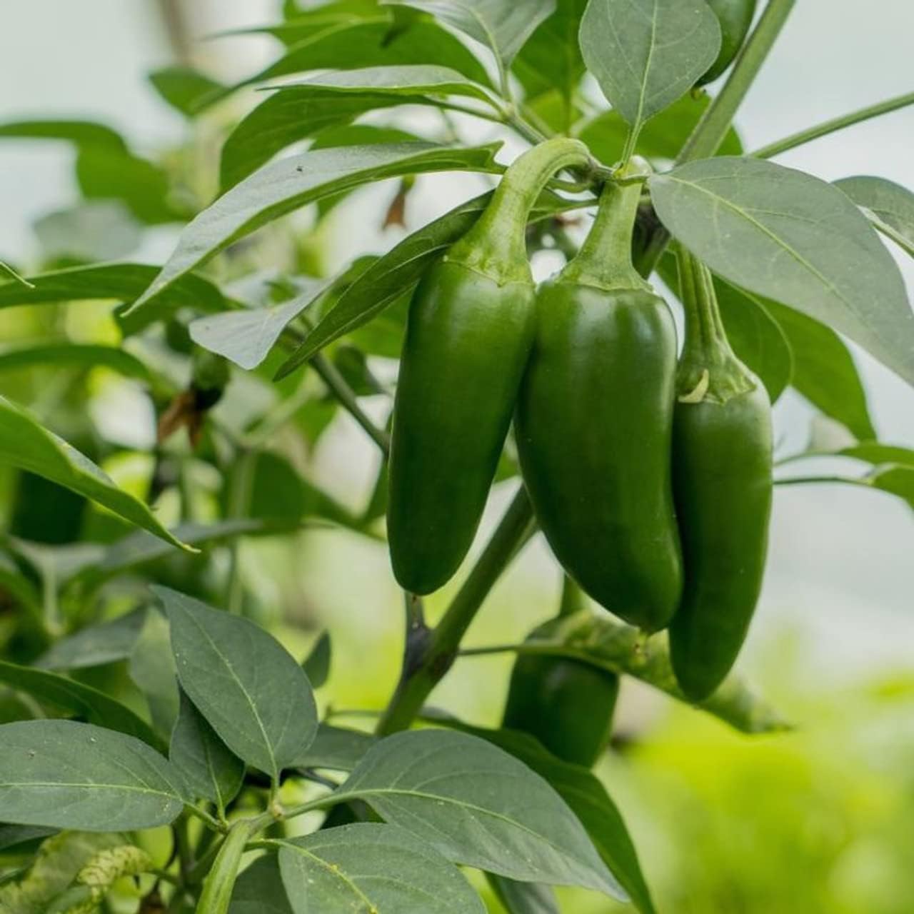 Todd’s Seeds Jalapeño M Semilla de reliquia de pimiento picante – Paquete de 0.04 oz