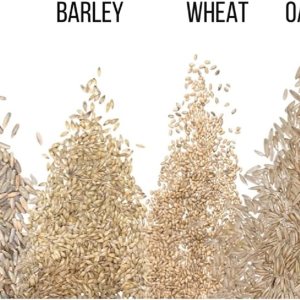 Semillas de hierba de gato para cultivar  Mezcla de 4 vías, centeno, trigo, avena y cebada  Fabricado en Estados Unidos, se envía desde Iowa. (2 Semillas de hierba de gato para cultivar  Mezcla de 4 vías, centeno, trigo, avena y cebada  Fabricado en Estados Unidos, se envía desde Iowa. (2
