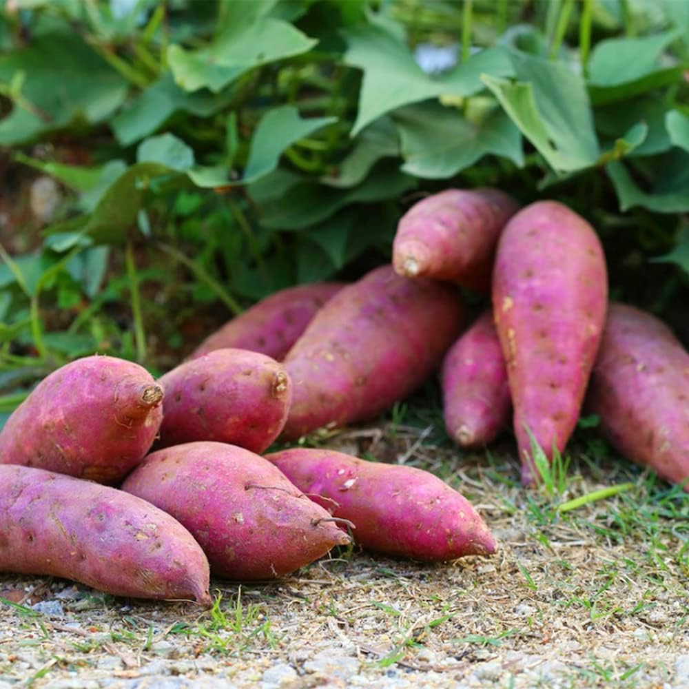 Semillas de batata, 50 semillas de batata moradas para plantar, nutrición, deliciosas plantas de bonsái vegetales, semillas de flores, semillas de