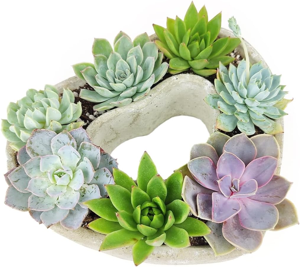 Plantas suculentas vivas en maceta de concreto en forma de corazón de 9 pulgadas, suculentas vivas totalmente arraigadas en macetas de decoración