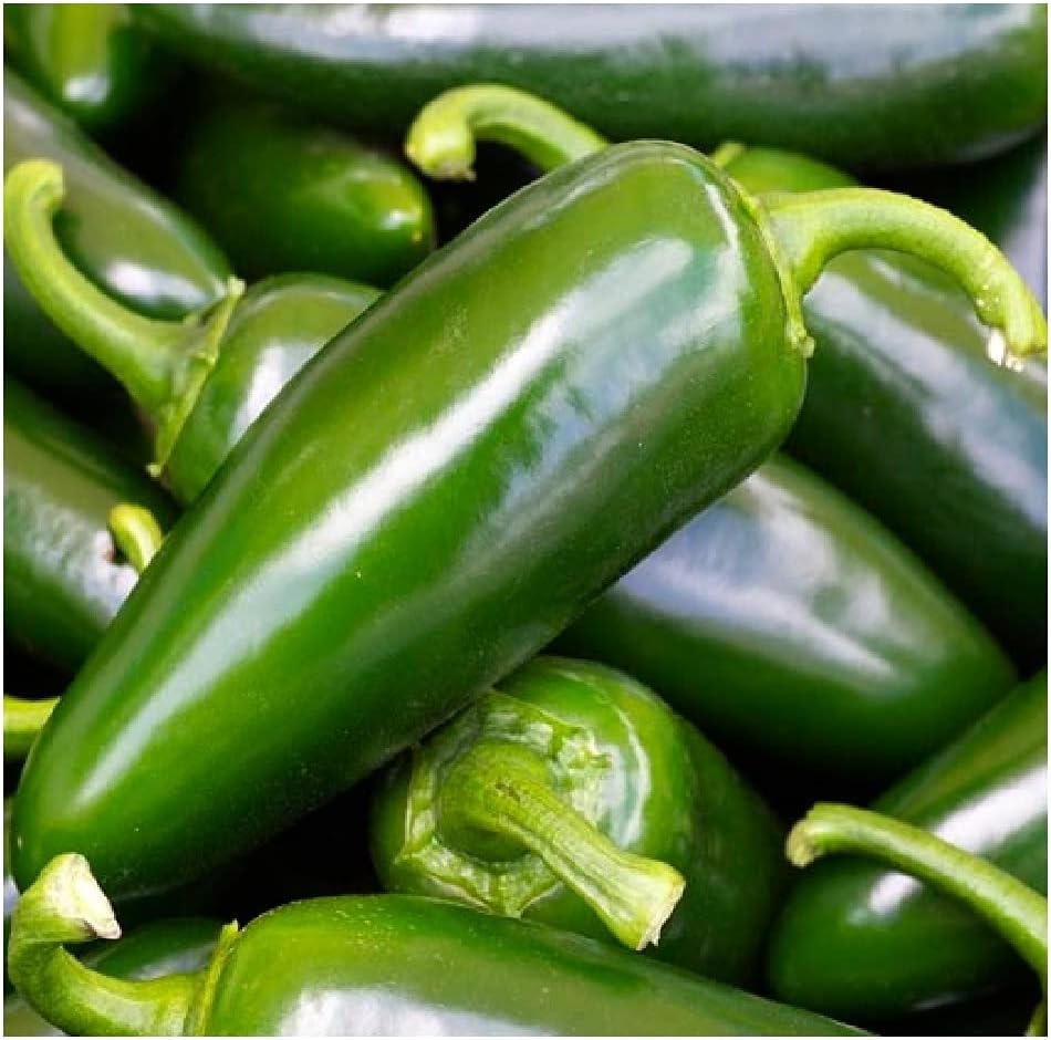 100 semillas de pimienta jalapeño Tam  Sin OMG  Semillas frescas de jardín