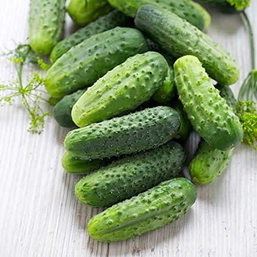 Wisconsin SMR 58 semillas de pepino para plantar, más de 50 semillas tradicionales por paquete, semillas de jardín (Isls’s Garden Seeds), semillas