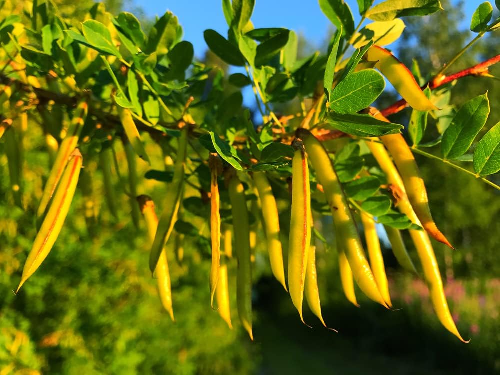 Semillas de peashrub siberiano para plantar (30 semillas) Arbusto atractivo que florece flores y vainas de guisantes – Caragana arborescens