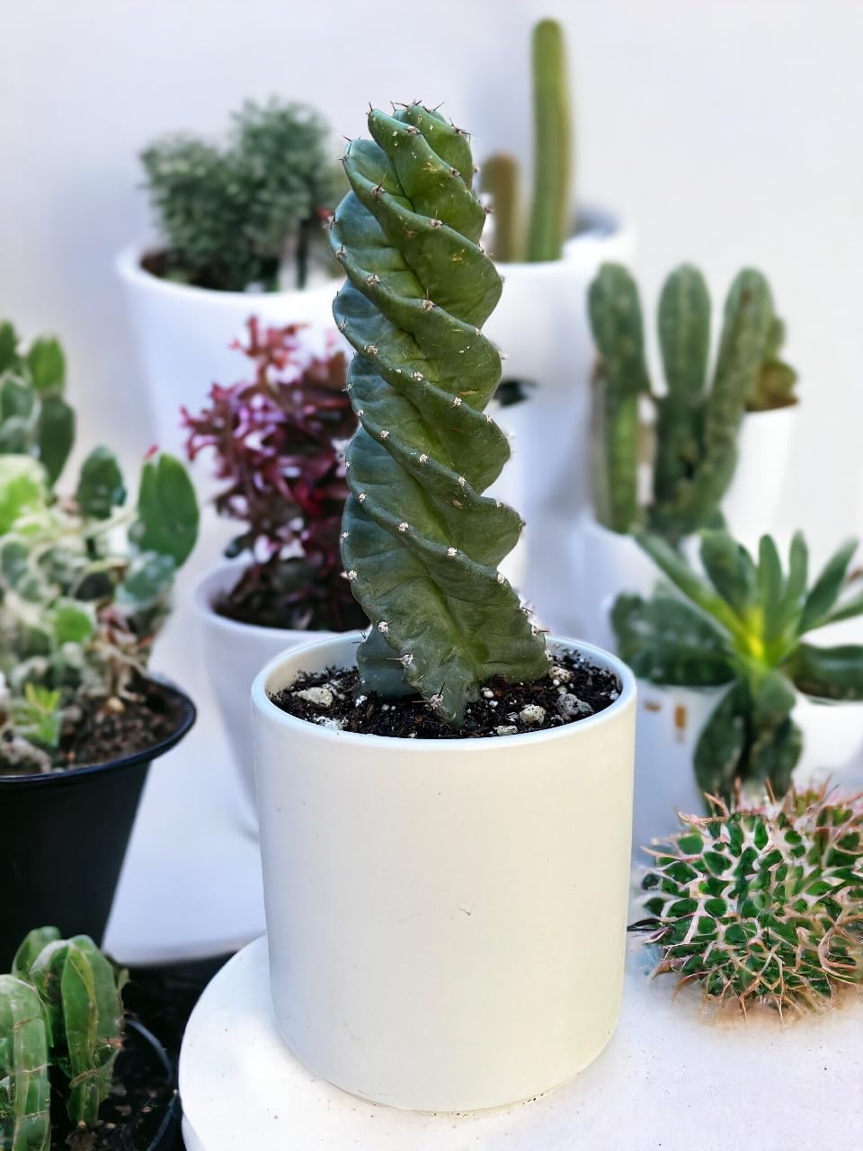 Cactus espiral  Cereus forbesii ‘Spiralis’  Suculenta rara retorcida  Cactus Tornado  Plantas de interior con raíces vivas (9 pulgadas)
