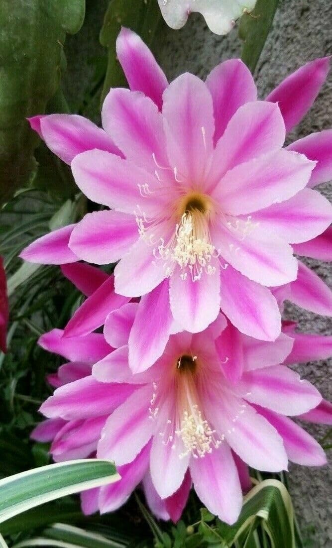 1 Corte Epiphyllum Hocus Pocus Orchid Cactus Corte