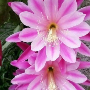 1 Corte Epiphyllum Hocus Pocus Orchid Cactus Corte 1 Corte Epiphyllum Hocus Pocus Orchid Cactus Corte