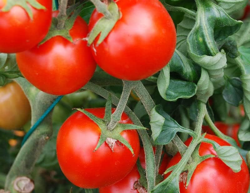 Tomate Cherry Maskotka Cascading Trasero Enano Arbusto Tomate 50+ Semillas para plantar sin OMG