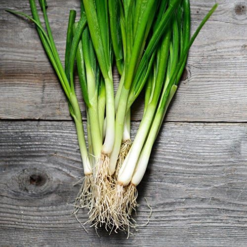 Semillas grandes de puerro con bandera estadounidense para plantar, más de 500 semillas de reliquia por paquete, semillas de jardín de Isla