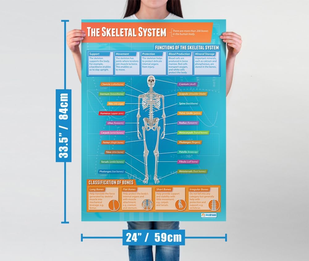 Daydream Education Póster de The Skeletal System – Laminado – FORMATO GRANDE 33 x 23.5 pulgadas – Aula de Educación Física – Decoración – Gráficos