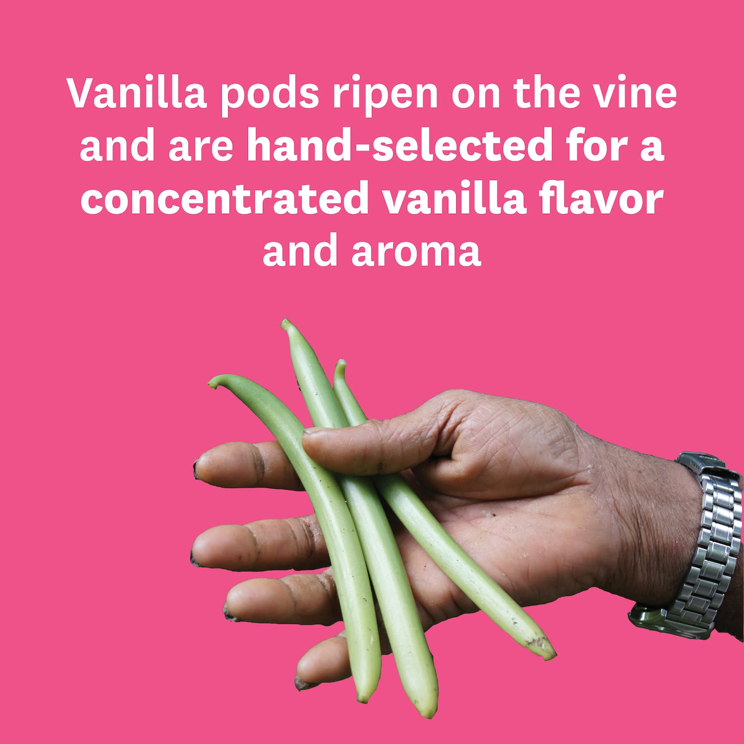 Granos de vainilla de grado A enteros  Vainilla, vainas de vainilla utilizadas por los mejores chefs y panaderos del mundo, granos de vainilla para