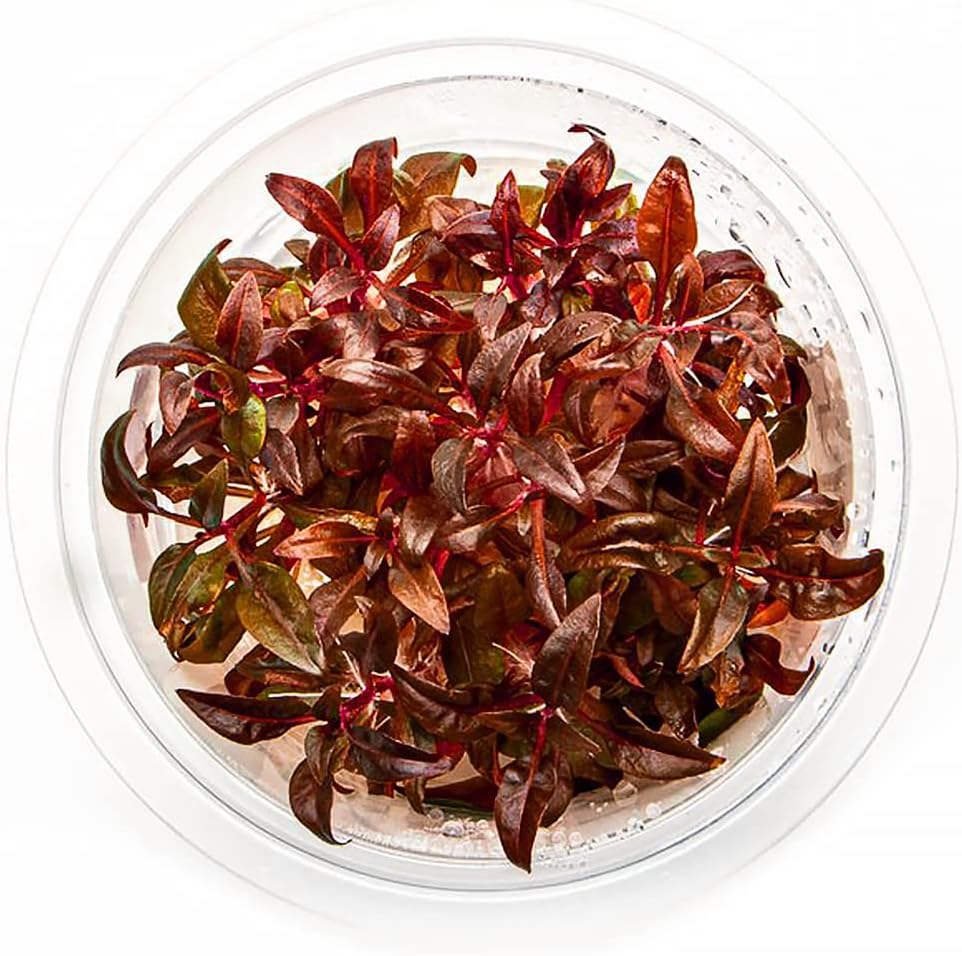 Alternanthera Reineckii ‘Mini’ Cultivo de tejido de tallo rojo acuático vivo planta acuática – 100% libre de caracoles in Vitro Cup (AR Mini)
