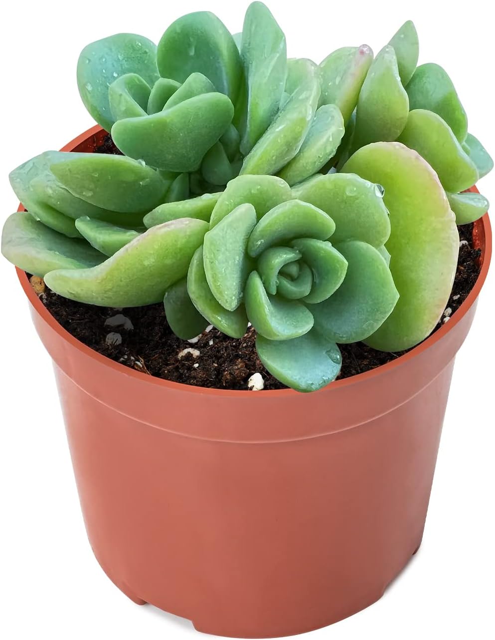 Sprout N Green Aeonium Lily Pad en maceta de iniciación de 4 pulgadas, planta suculenta viva rara totalmente enraizada en maceta con tierra, oficina