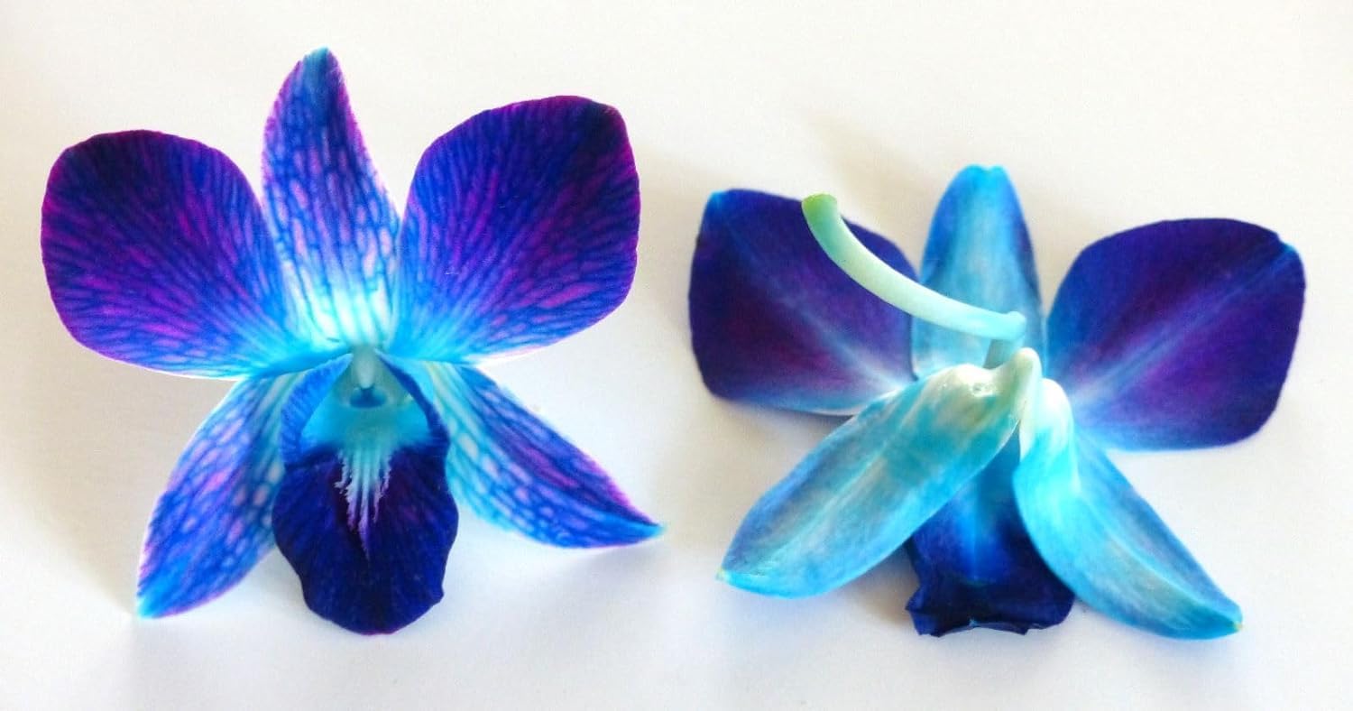 Miami Fresh Orchid Flower OrchidClub USA Sunne Tropical Loose Bloom DIY Lei, decoración de alimentos y bebidas (50 azul)